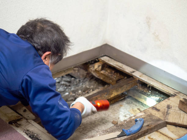 Best Mold Testing  in Waterville, ME