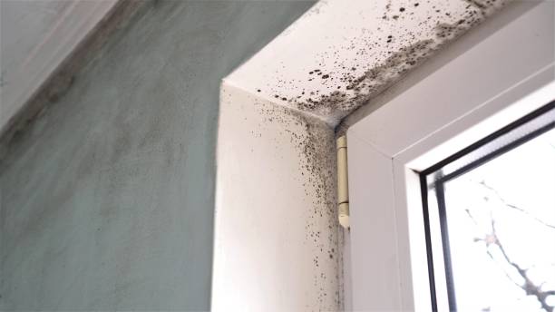 Best Emergency Mold Removal  in Waterville, ME