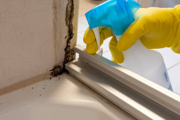 Best Mold Testing and Removal  in Waterville, ME