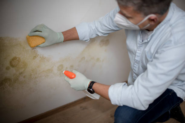 Best Affordable Mold Removal  in Waterville, ME