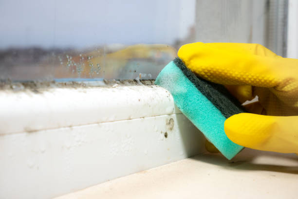Best Mold Cleaning Services  in Waterville, ME