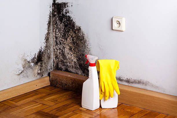 Best Crawl Space Mold Removal  in Waterville, ME