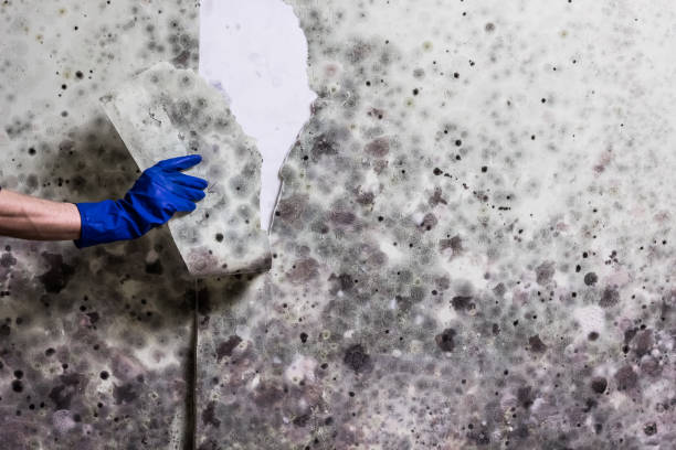 Best Mold Remediation  in Waterville, ME