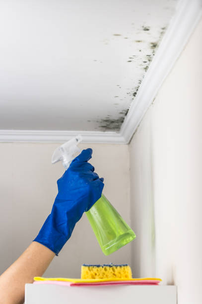 Best Mold Testing  in Waterville, ME
