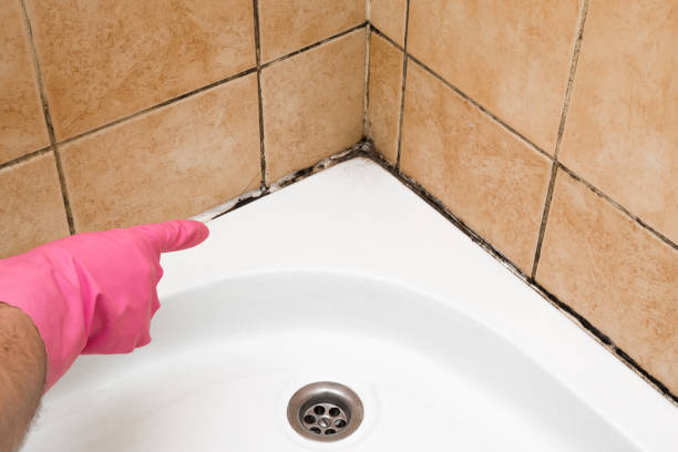 Best Residential Mold Removal  in Waterville, ME