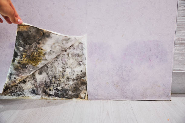 Best Professional Mold Removal  in Waterville, ME
